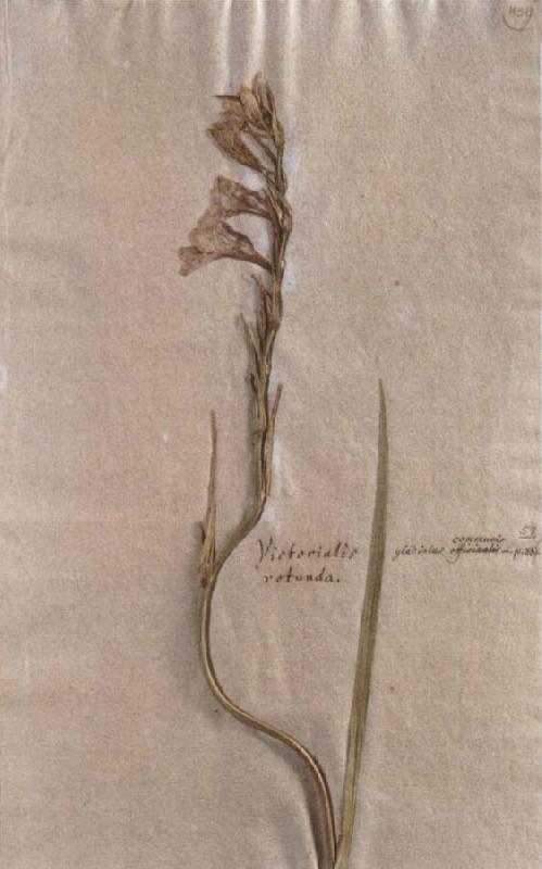 Johann Wolfgang von Goethe Herbarium sheet oil painting image